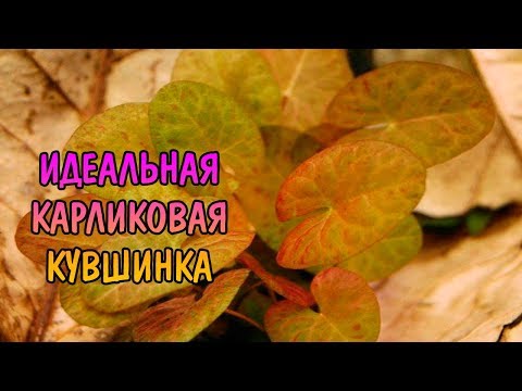 Видео: НИМФЕЯ КАРЛИКОВАЯ САНТАРЕМ ( NUMPHAEA gardneriana )