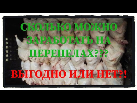 Видео: Заработок на перепелах. Выгодно или нет?!