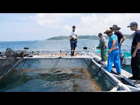 Видео: Процесс создания рыбы мечты! Первая в мире гибридная рыба, выращенная на ферме