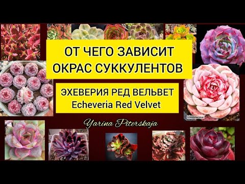 Видео: От чего зависит окрас суккулентов. Эхеверия ред вельвет. Echeveria Red Velvet.