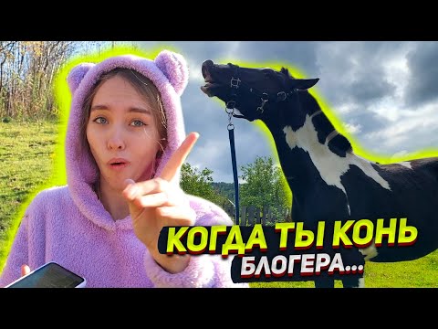 Видео: 20 ФАКТОВ о моей лошади ! Хардин