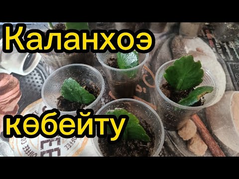 Видео: Каланхоэ көбейту.Оңай өсіру.Сұғару, күтім жасау.Гулдер әлемі.🌺🌺🌺