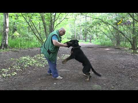 Видео: Босерон, продолжение работы над хватом и дыханием