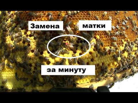 Видео: Замена пчелиной матки за одну минуту в технологии "Всё включено".