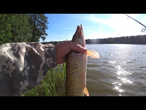 Видео: ловля на поверхности