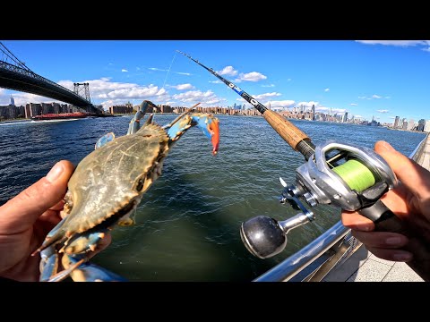 Видео: Черная рыба в Нью-Йорке использует в качестве приманки синего краба