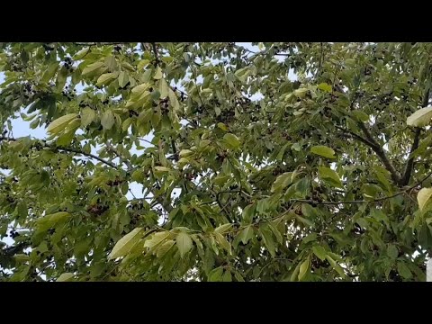 Видео: 🍒ПОКУПКИ, БЕРЕМ ЧЕРЕШИ + КОСМАТКОВЦИТЕ🍒