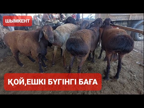 Видео: Қой, Ешкі бағасы Шымкент