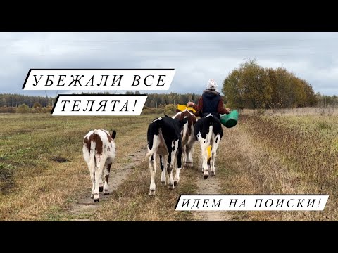 Видео: Осенние будни на Молодой ферме! Управляемся с большим хозяйством! Последний вылуп бройлеров!