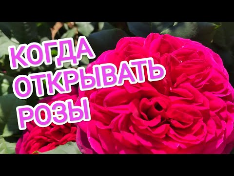 Видео: Секреты весеннего открытия роз. Как не потерять розы весной.