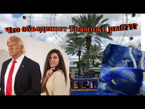 Видео: Аквариум и Музей Тюссо в Орландо