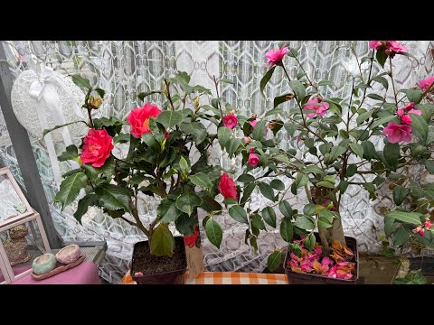 Видео: Камелии🌺Sasanqua и Japonica🌸‼️В чем отличие⁉️