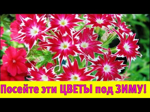 Видео: ПОСЕЙТЕ эти НЕПРИХОТЛИВЫЕ ЦВЕТЫ под ЗИМУ! Они будут цвести все лето в саду!