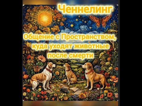 Видео: Ченнелинг. Общение с Пространством, куда уходят животные после смерти. 31 января 2025 г.