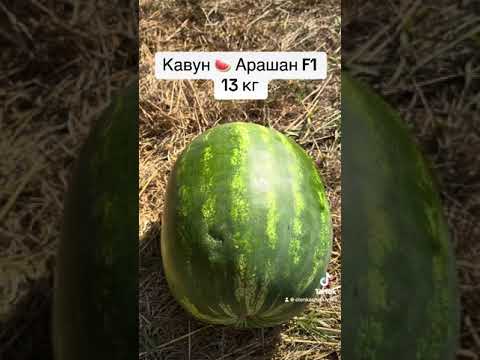 Видео: Кавун 🍉 Арашан F1