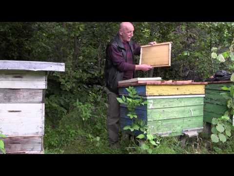 Видео: Я - пасічник-початківець . Крок 4