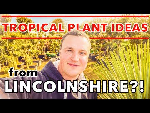 Видео: Экскурсия по питомнику экзотических растений — более 30 идей растений в тропическом стиле от пито...