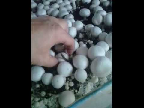 Видео: Когда мало воды