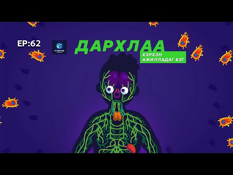 Видео: 🔍 ШУ-ны хялбаршуулсан нийтлэл Ep : 62 | Хүний дархлааны систем | ФУ-ны Доктор, Норовын Тэгшбаяр