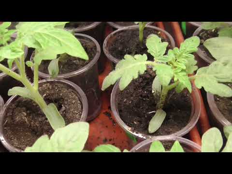 Видео: Полив рассады томатов. Почему не провожу общий полив в поддон, хотя так проще и быстрее?