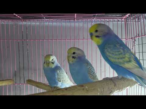 Видео: Песни для одиноких попугаев Funny chirping & lonely parrots Yalnız papağanlar için neşeli bir tweet