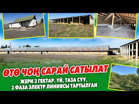 Видео: 3 гектар ЖЕРИ менен чоң САРАЙ сатылат ~ 300 бука, 7 аткана, 20 миң пресске чѳпкана, 2 үй, багы менен