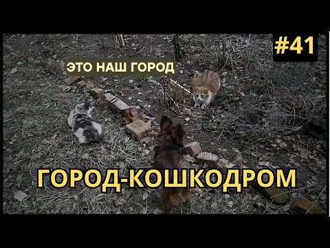 Видео: Обманули с Квартирой /Беготня по соседям/Крошится плитка/Кошаки/Тухлая штукатурка/Ищу оружие/Часть41