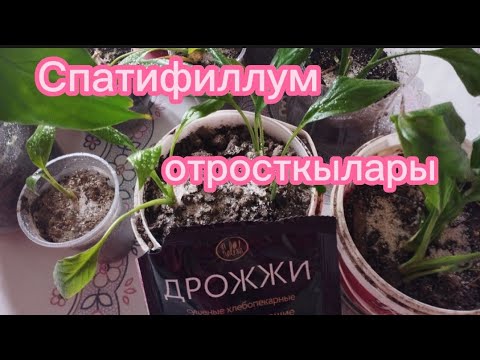 Видео: Спатифиллум гүлдерінің отросткаларына күтім жасау.Гүлдер әлемі.