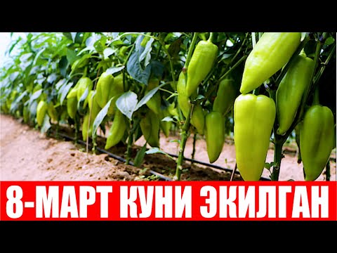 Видео: Харидорларга ЯВА F1 экганман десам, олиб кел деб талашяпти бошқа дурагайларга нисбатан қиммат оляпти