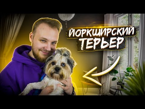Видео: ЙОРКШИРСКИЙ ТЕРЬЕР| все о породе | личный опыт | ВСЕ ПРО СОБАК