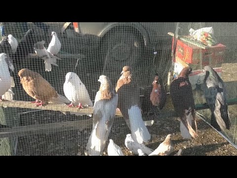 Видео: 22.12.19. Птичий рынок г. Пятигорск. ч3.The bird market in Pyatigorsk. ch3