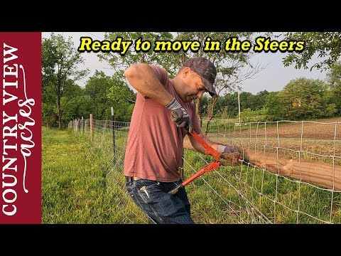 Видео: Соединение ограждения пастбища и подвесных ворот. Подготовка пастбища к выпасу быков.