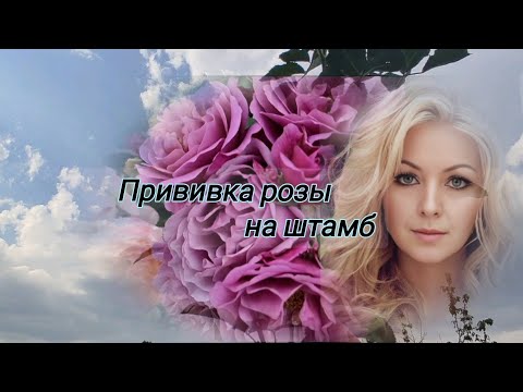 Видео: Vlog-245  Проверяю прививку розы на штамб.