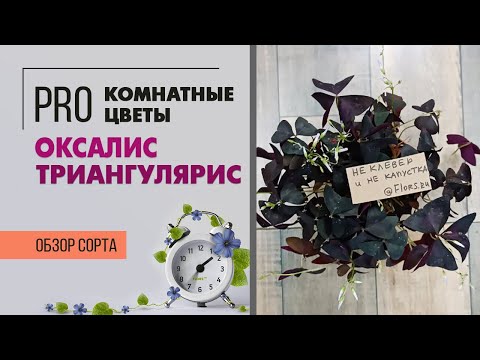 Видео: Оксалис Триангулярис. Кислица, заячья капуста или?