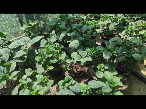 Видео: Полуфабрикаты крупнолистной гортензии🌿Как выглядят после цветения?! 🌿Обрезаю ненужное 🌿28.06.2023