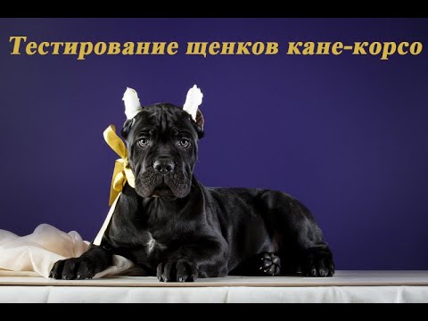 Видео: Кане-корсо, тестирование щенков.