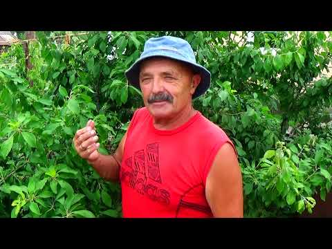 Видео: Сливопад!  Почему это происходит?  Как не допустить этой катастрофы ?