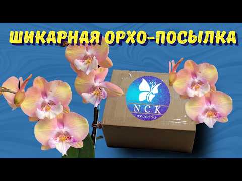 Видео: Шикарная посылка! Орхидеи от NSK