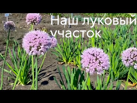 Видео: Обзор лукового участка #ШПС № 99