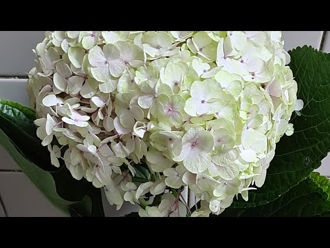 Видео: АВАНГАРД НОВИНКА!!! Черенкование и выращивание