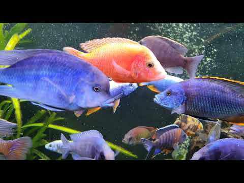 Видео: Малавийские цихлиды утака. African cichlids utaka, malawi. Африканские цихлиды. Часть 2. Part 2.