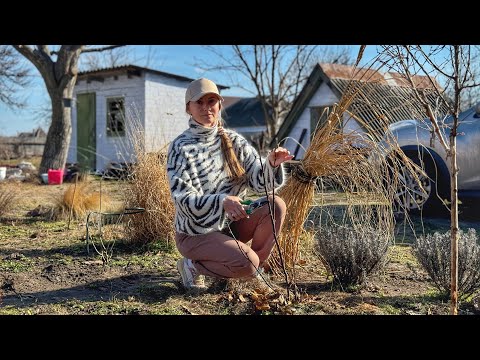 Видео: Влог Все розы почернели без укрытия 😱 Обрезаю под корень | Обрезка роз, март Днепр