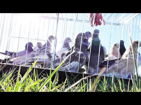 Видео: Как правильно тренировать молодых голубей | 2 ЧАСТЬ 12.04.20