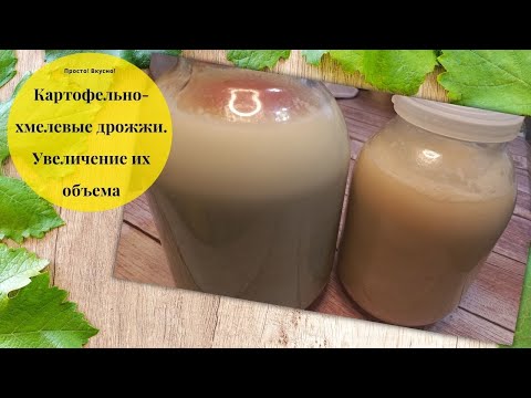 Видео: Картофельно-хмелевые дрожжи. Увеличение объема дрожжей