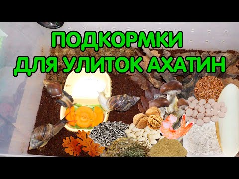 Видео: Подкормки для улиток ахатин (кальций, растительный и животный белок)
