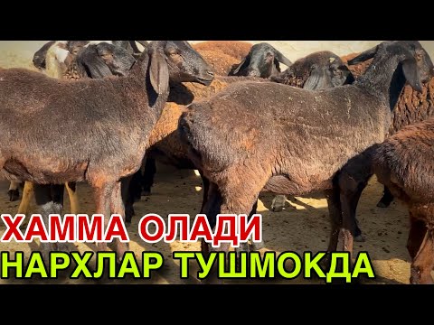 Видео: 10 СЕНТЯБРЯ ТУХЛИ БУГОЗ КУЙ НАРХЛАРИ! 50 БОШ СРОЧНА СОТИЛАДИ!