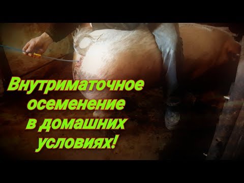 Видео: 🇺🇦Внутриматочное осеменение в домашних условиях!!!