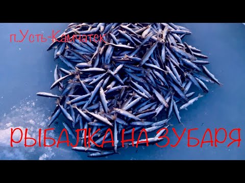 Видео: Рыбалка на зубаря! Усть-Камчатский зубарь! Наловили 400 штук!
