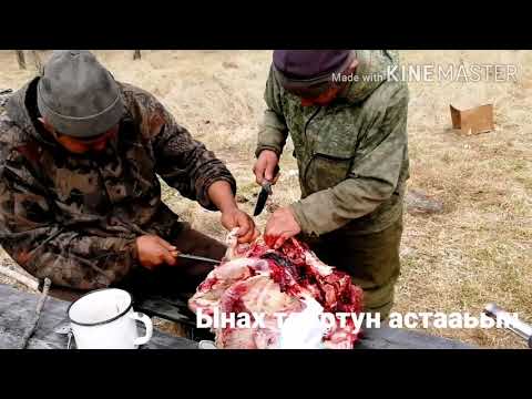 Видео: Сааскы кус 2020 (весенняя охота на уток и рыбалка)