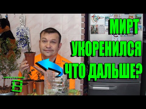 Видео: РАЗМНОЖЕНИЕ МИРТА ЧАСТЬ 2. МИРТ УКОРЕНИЛСЯ В ТОРФЯНЫХ ТАБЛЕТКАХ. ЭКЗОТИКА НА ПОДОКОННИКЕ